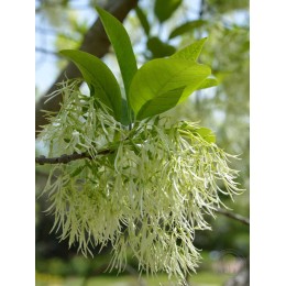 Хионантус виргинский