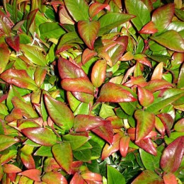 Леукотоэ Скарлетта