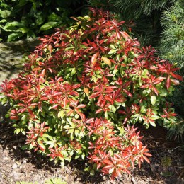 Пиерис японский Маунтин Фаер