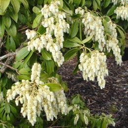 Пиерис японский Маунтин Фаер