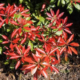 Пиерис японский Маунтин Фаер