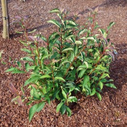 Калина Фаррера / душистая Десембер Дварф