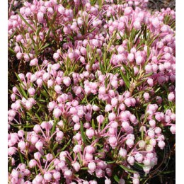 Подбел многолистный Никко