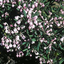 Подбел многолистный Никко