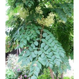 Аралия высокая / манчжурская