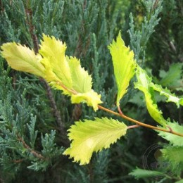 Вяз Виминалис Ауреа