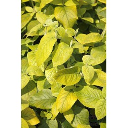 Калина гордовина Ауреум