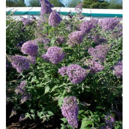 Буддлея Давида Гулливер