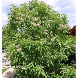 Хитальпа ташкентская Саммер Беллз