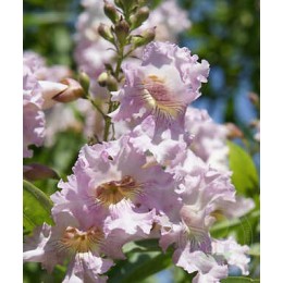 Хитальпа ташкентская Саммер Беллз