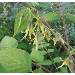 Декенея Фаргеза