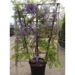 Вистерия / Глициния китайская