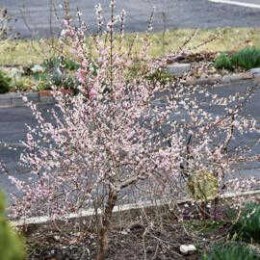 Абелиолистник двурядный Розеум