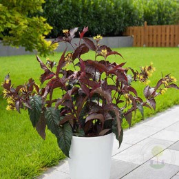 Диервилла блестящая Дива / Эль Мадригал