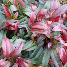 Леукотоэ Кейски Роял Руби