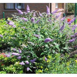 Буддлея Лочинч