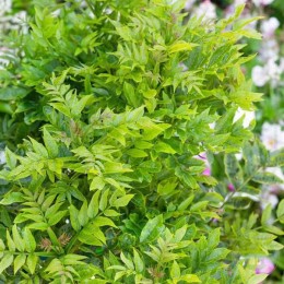 Ясень обыкновенный Абиона