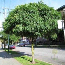 Робиния лжеакация Умбракулифера