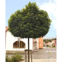 Робиния лжеакация Умбракулифера