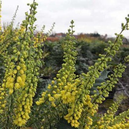 Магония средняя Винтер Сан