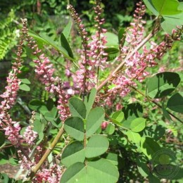 Индигофера туполистная