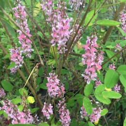 Индигофера туполистная