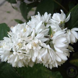 Дейция шершавая белейшая