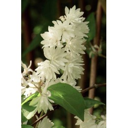 Дейция шершавая белейшая