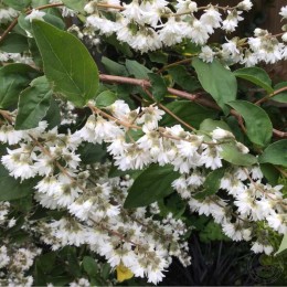 Дейция шершавая белейшая