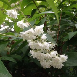 Дейция шершавая белейшая