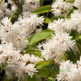 Дейция шершавая белейшая