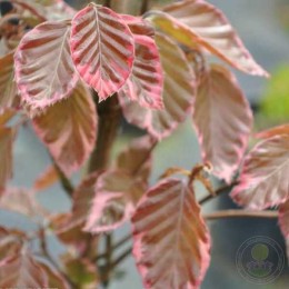 Бук лесной Триколор