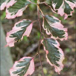 Бук лесной Триколор