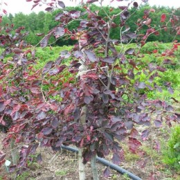 Бук лесной Триколор