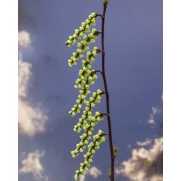 Стахиурус китайский Селина