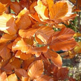 Бук лесной Дэвик Пёрпл