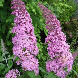 Буддлея Давида Рив де Папийон Пинк