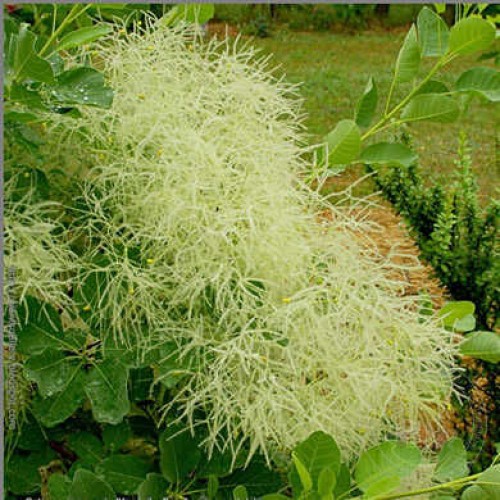 Скумпия кожевенная Канари