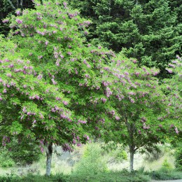 Робиния Пёрпл Роуб