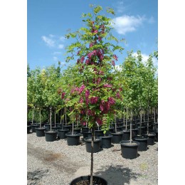 Робиния Пёрпл Роуб