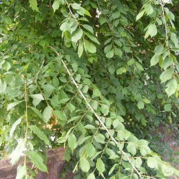 Вяз малый Пендула