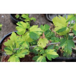 Калина обыкновенная Печкин