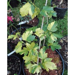 Калина обыкновенная Печкин