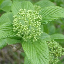 Калина Зибольда Сенека