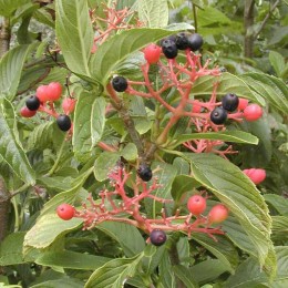 Калина Зибольда Сенека