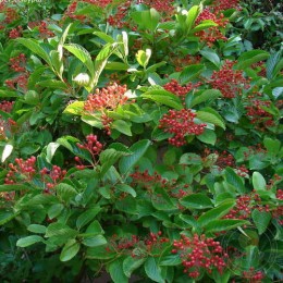 Калина Зибольда Сенека