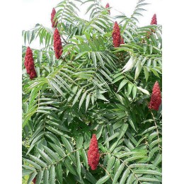 Сумах оленерогий