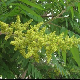 Сумах оленерогий