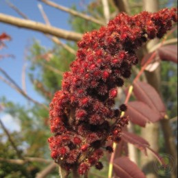 Сумах оленерогий