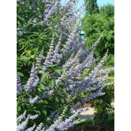 Витекс священный широколистный